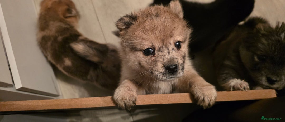 Mixed Breed dogs for sale: Adorable Merle Chowski's for sale  - Advert 24