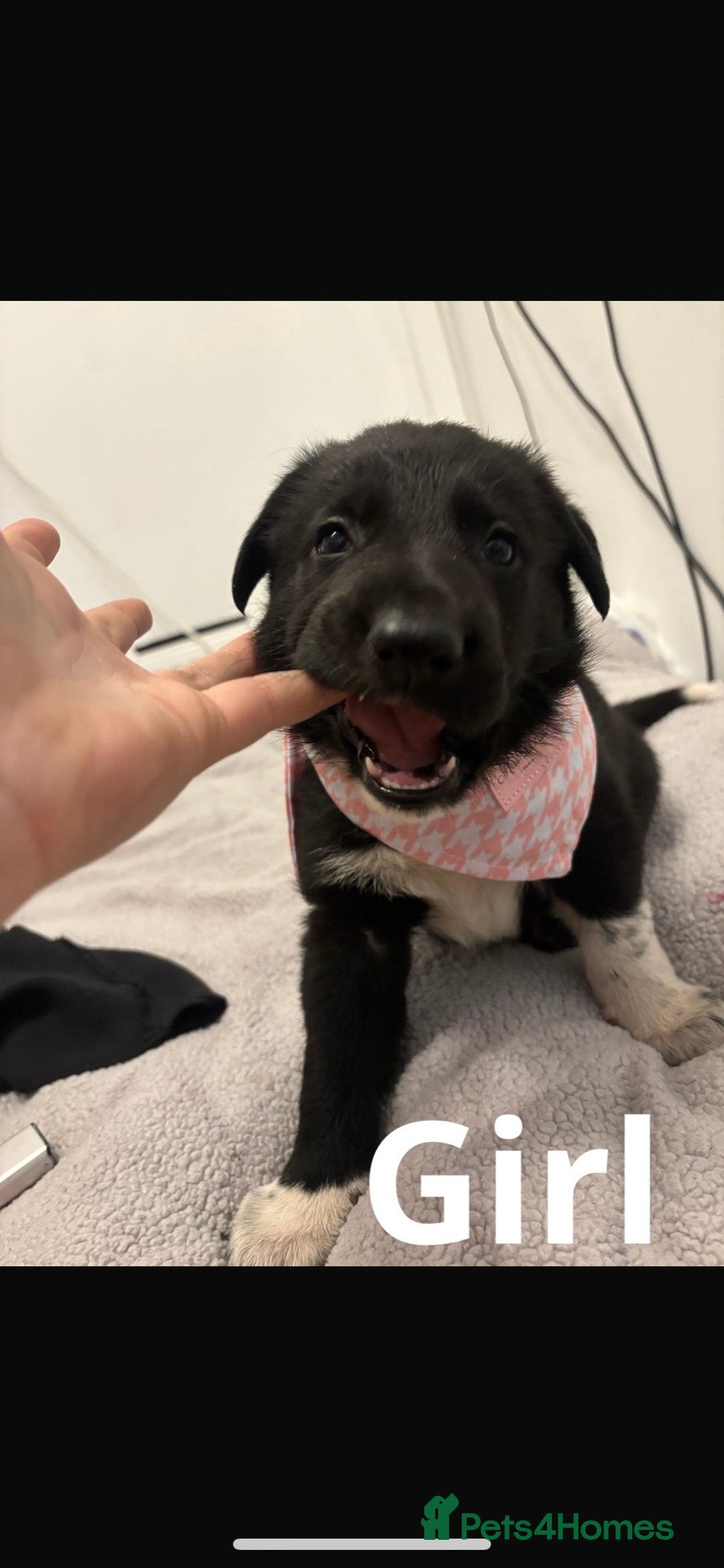 Mixed Breed dogs for sale: 3 fluffy Shollie German Shepard x Boarder Collie - Image 7