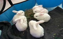 Mini Lop rabbits for sale: Adorable Baby Bunnies🥰- Mini Lops Mixed  - Image 4