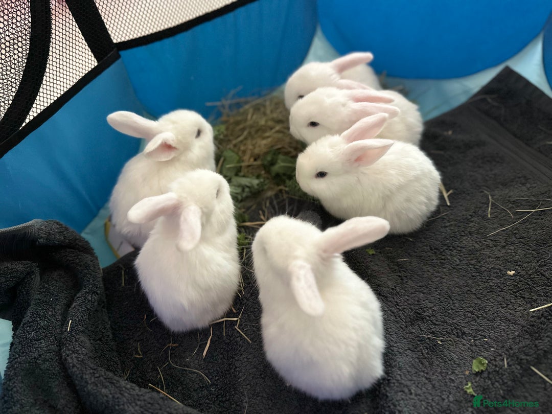 Mini Lop rabbits for sale: Adorable Baby Bunnies🥰- Mini Lops Mixed  - Image 4