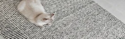 British Longhair cats for sale: British long hair  in Ilford - Advert 4