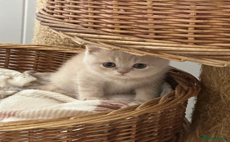 British Shorthair cats - Advert 2