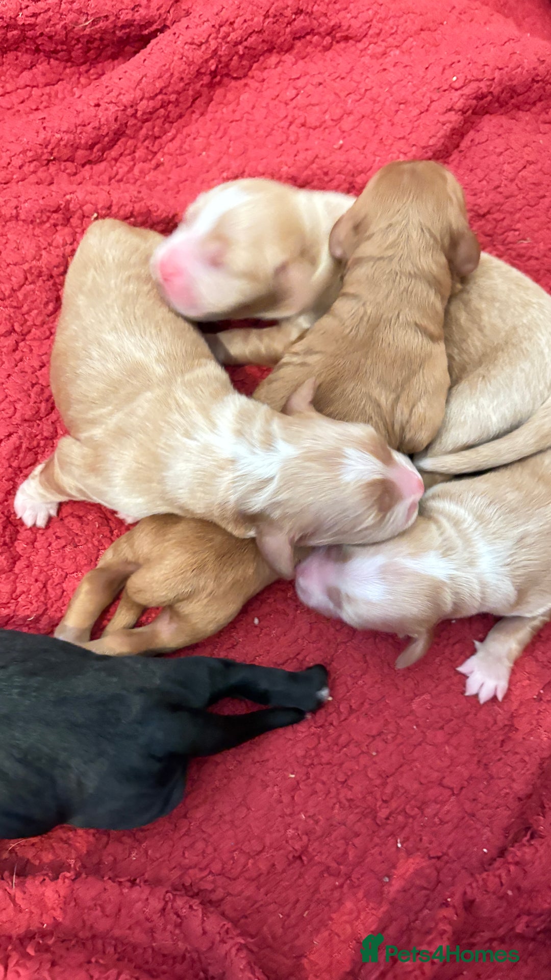 Sprocker dogs for sale: Sprocker for sale - Image 1