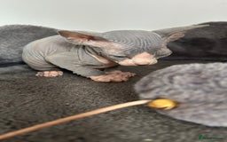 Sphynx cats for sale: Fantastic kittens are looking for new homes. - Image 19