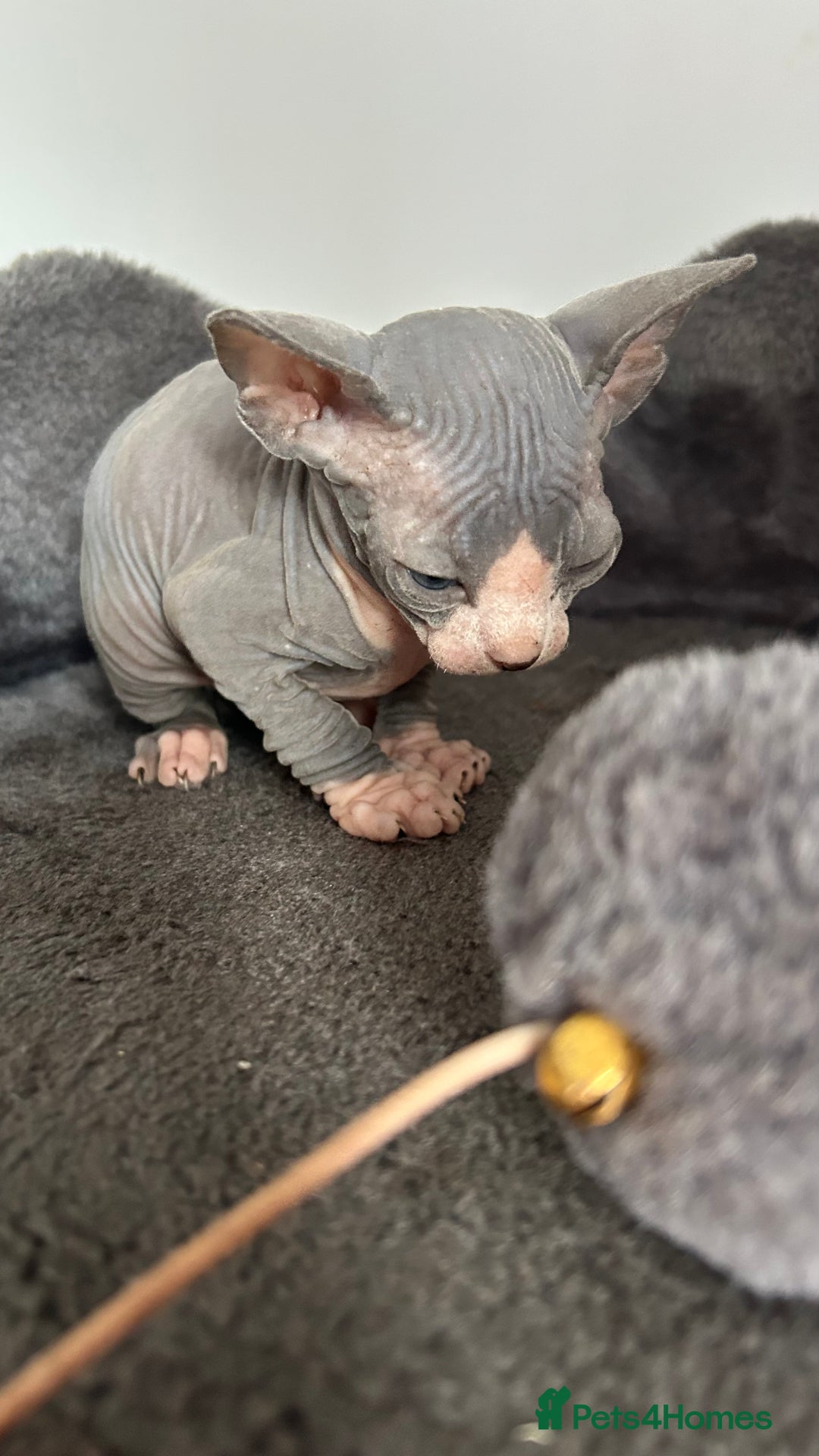 Sphynx cats for sale: Fantastic kittens are looking for new homes. - Image 19