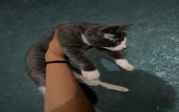 British Shorthair cats for sale: 3 beautiful British short hair - Image 2