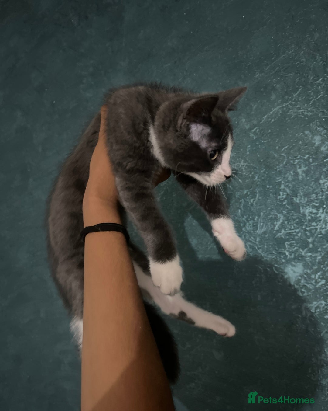 British Shorthair cats for sale: 3 beautiful British short hair - Image 2