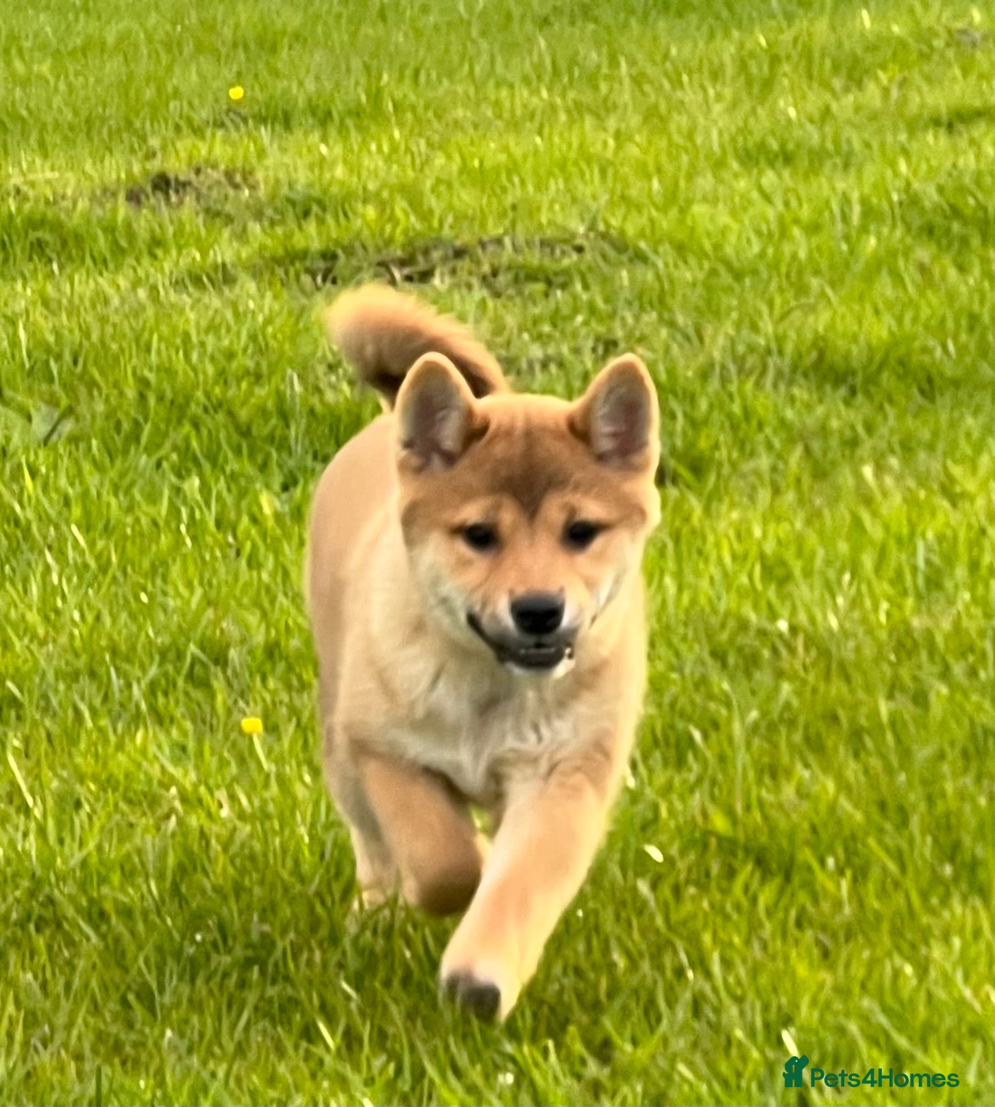 Japanese Shiba Inu dogs REDUCED Pure bred Shiba Inu Puppies - Advert 1