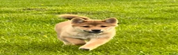 Japanese Shiba Inu dogs for sale: REDUCED Pure bred Shiba Inu Puppies - Advert 1
