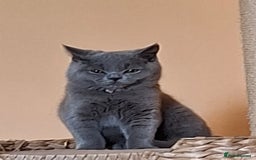 British Shorthair cats for sale: Pedigree British BSH girl for sale. Last one! - Image 13
