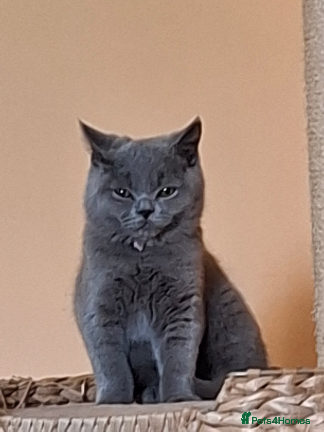 British Shorthair cats for sale: Pedigree British BSH girl for sale. Last one! - Image 13