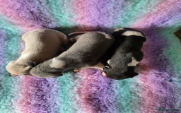 Whippet dogs for sale: Kc reg whippet litter - Image 13