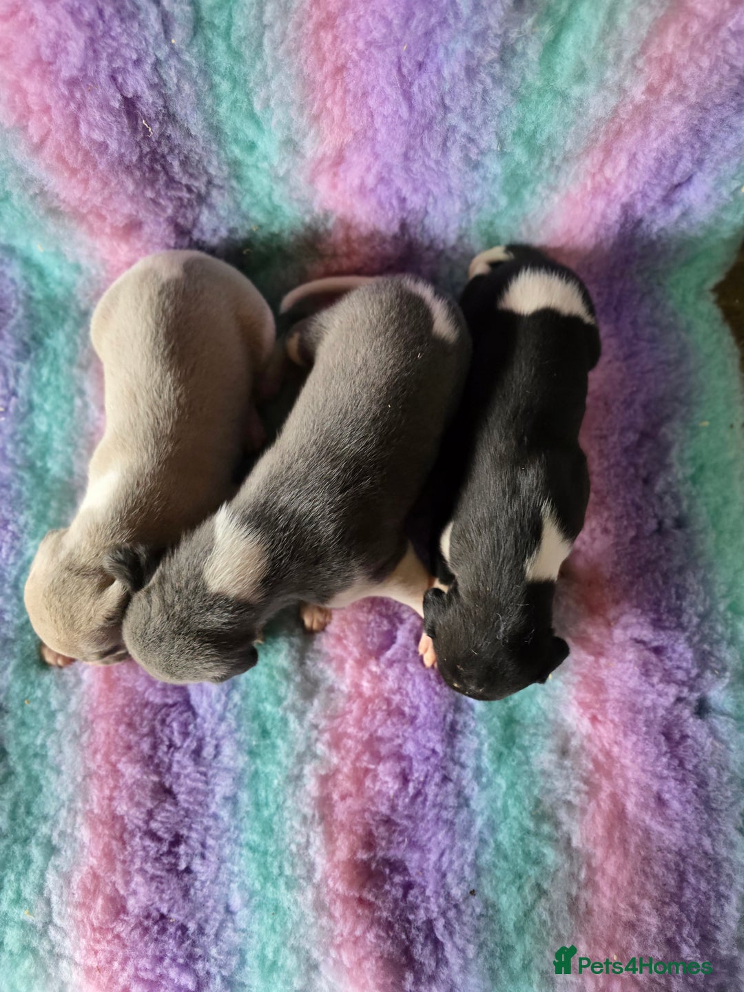 Whippet dogs for sale: Kc reg whippet litter - Image 13