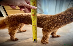Maltipoo dogs for sale: ADORABLE TOY SIZE KOREAN SIRE F1 MALTIPOO PUPS  - Image 15