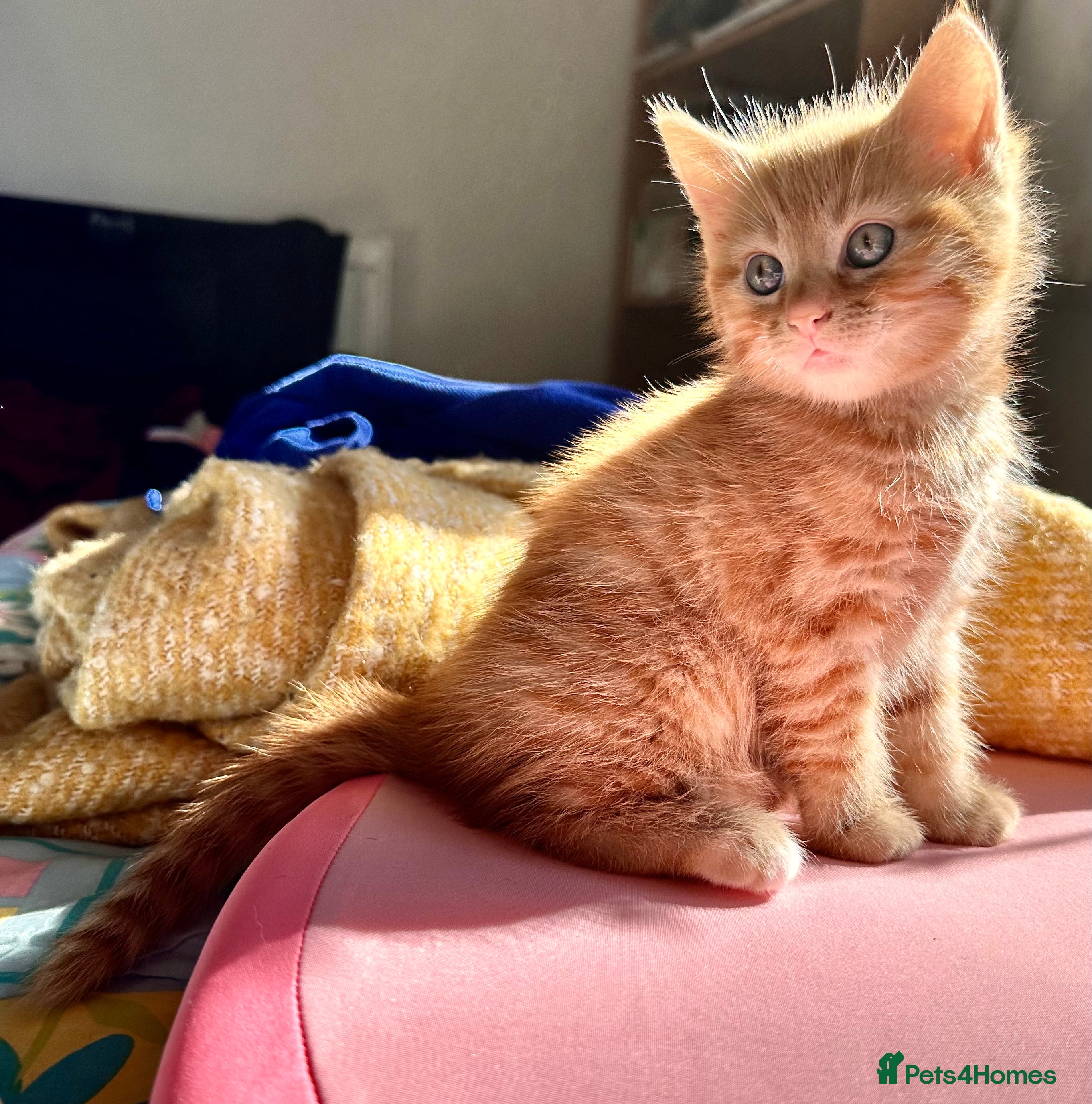 Mixed Breed cats Amiable ginger boys: Garfield and Timothy - Advert 1