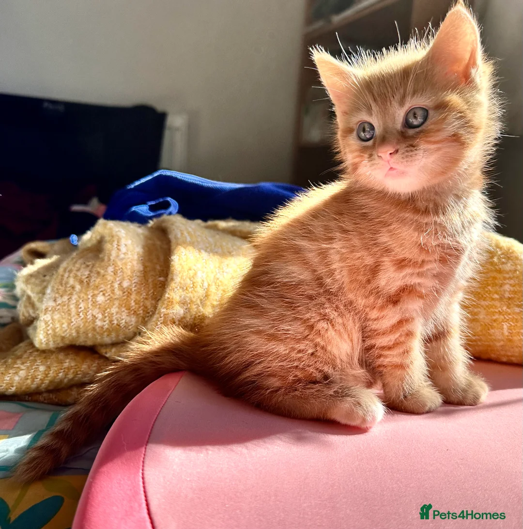 Mixed Breed cats for sale: Garfield and Timothy ginger boys  - Advert 6