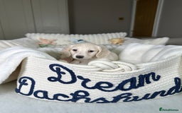 Miniature Dachshund dogs for sale: ℂ𝕝𝕖𝕒𝕣 ℂ𝕣𝕖𝕒𝕞 𝕄𝕚𝕟𝕚 𝔻𝕒𝕔𝕙𝕤𝕙𝕦𝕟𝕕𝕤 in Bootle - Image 19