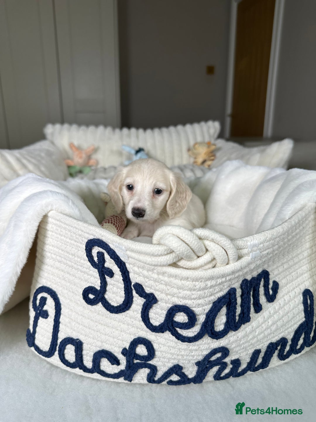 Miniature Dachshund dogs for sale: ℂ𝕝𝕖𝕒𝕣 ℂ𝕣𝕖𝕒𝕞 𝕄𝕚𝕟𝕚 𝔻𝕒𝕔𝕙𝕤𝕙𝕦𝕟𝕕𝕤 in Bootle - Image 19