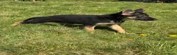 German Shepherd dogs for sale: 15 weeks German shepherd puppy  in Hook - Advert 11
