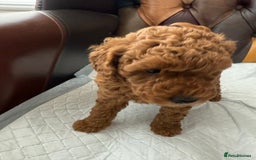 Toy Poodle dogs for sale: Four Beautiful Little Boys “Real Charmer’s “ - Image 6