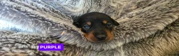 Dachshund dogs for sale: Miniature Dachshund Puppies (PRA Clear) in Clacton-on-Sea - Advert 6