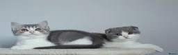 Scottish Fold cats for sale: Beautiful kittens - Advert 6