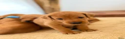 Labrador Retriever dogs for sale: Labrador Retriever puppies - Advert 31