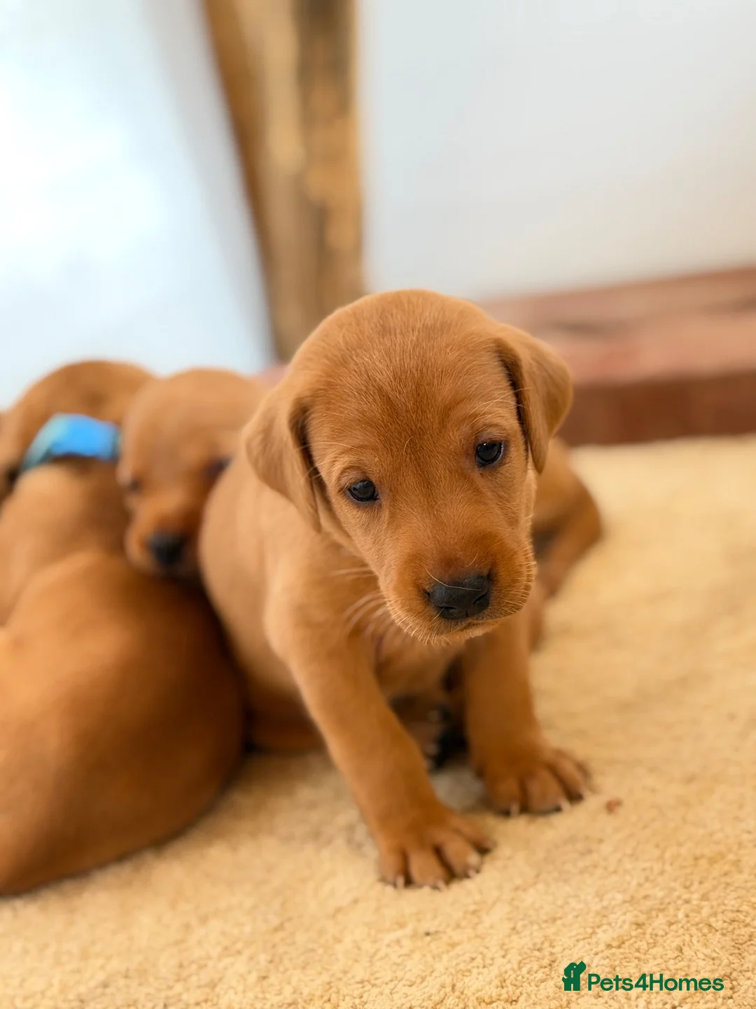 Labrador Retriever dogs for sale: Labrador Retriever puppies - Advert 31
