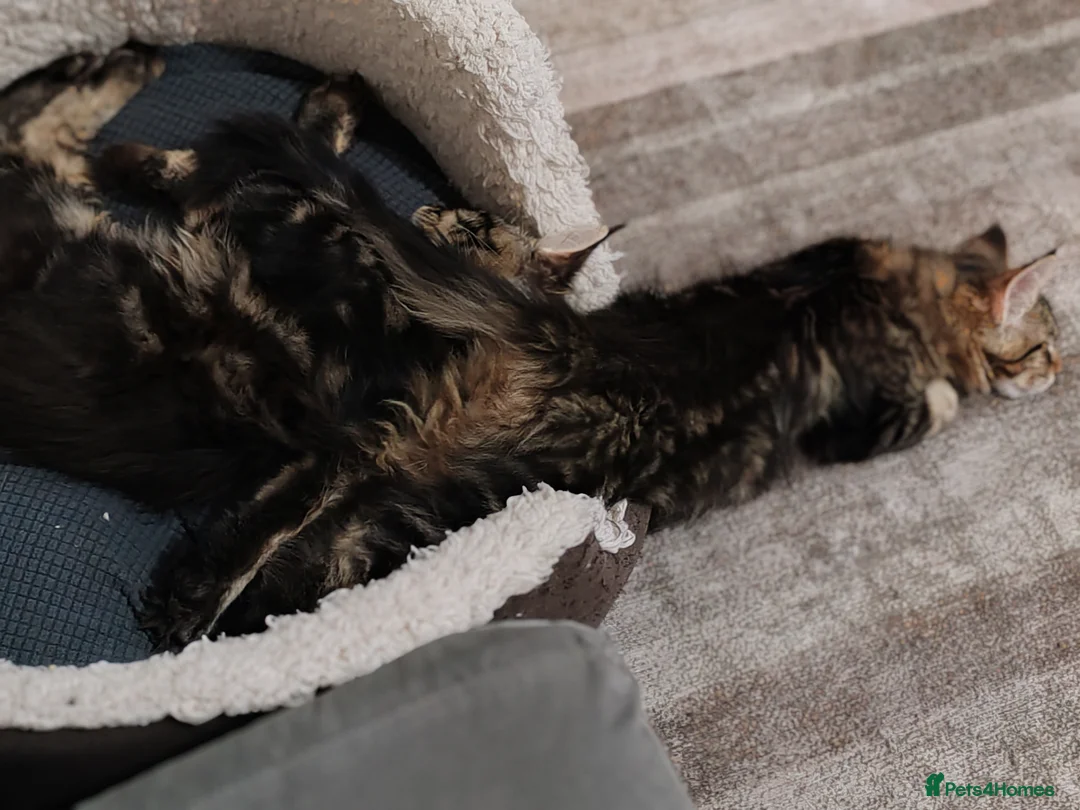 Maine Coon cats for sale: V. Vilma  - Advert 2