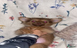 Pomchi dogs for sale: Fluffy Pomeranian Puppies - Image 2