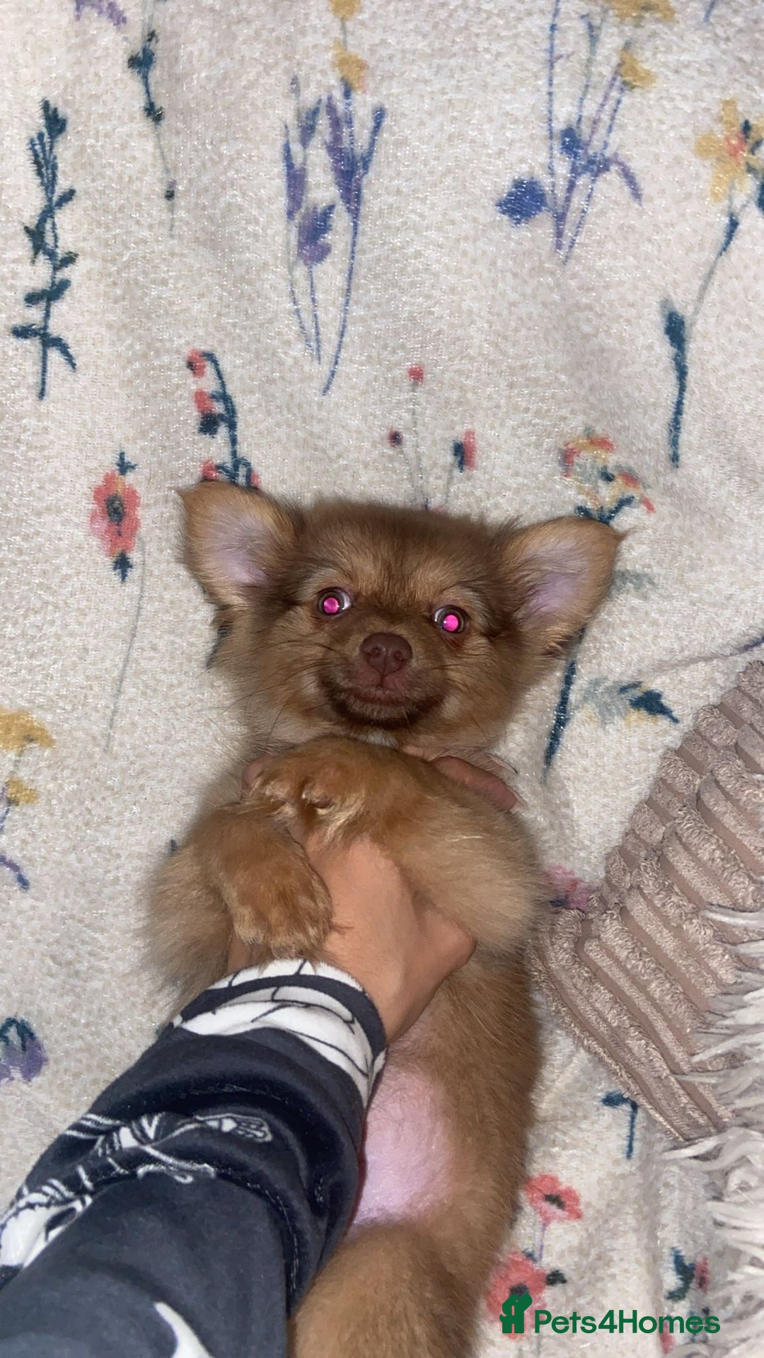 Pomchi dogs for sale: Fluffy Pomeranian Puppies - Image 2