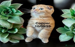 Munchkin cats for sale: Exceptional Quality & Extremely Rare Silver Minuet - Image 17