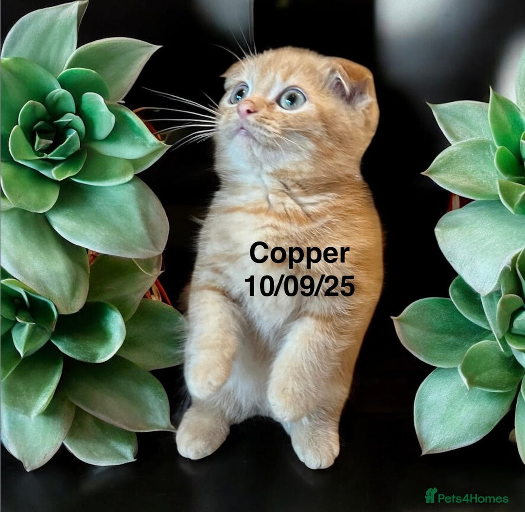 Munchkin cats for sale: Exceptional Quality & Extremely Rare Silver Minuet - Image 17