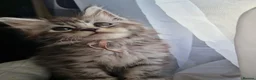 Maine Coon cats for sale: Gorgeous mainecoon kittens available  in Cleckheaton - Advert 15