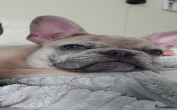 French Bulldog dogs for sale: GOLDEN French Bulldog  - Image 12