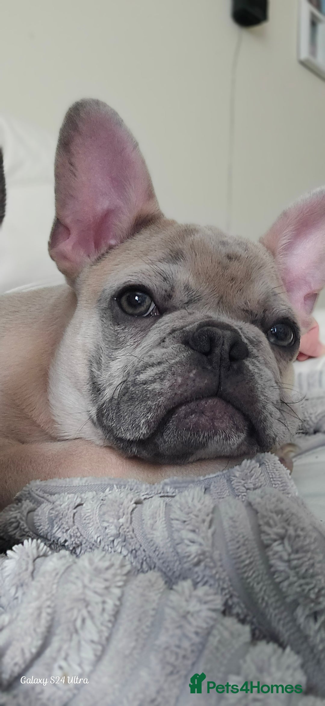 French Bulldog dogs for sale: GOLDEN French Bulldog  - Image 12