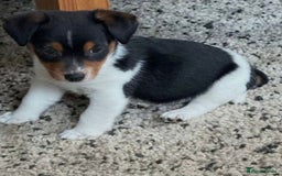 Jack Russell dogs for sale: Miniature Jack Russell puppies - Image 2