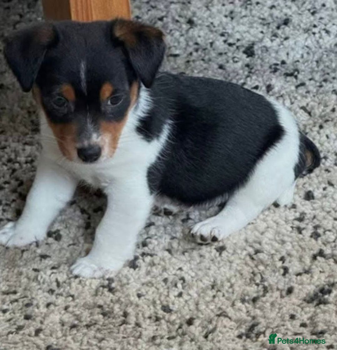 Jack Russell dogs for sale: Miniature Jack Russell puppies - Image 2