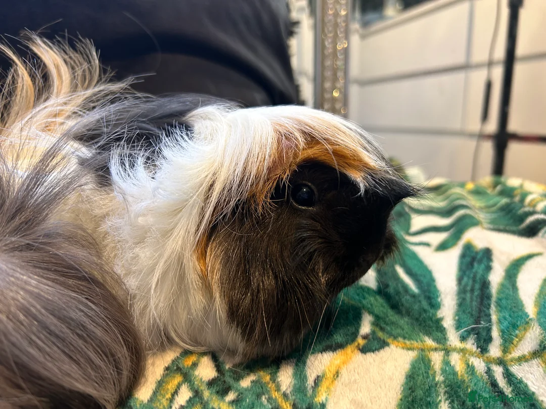 Guinea Pig rodents for sale: 3 peruvian retired sisters for loving forever home - Advert 15