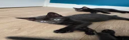 Mixed Breed cats for sale: 5 beautiful kittens for sale  - Advert 6