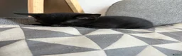 Mixed Breed cats for sale: Mixed Breed Kittens  in Wadebridge - Advert 5