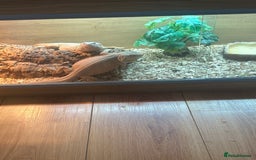 Bearded Dragon reptiles for sale: Bearded dragons for sale  - Image 4