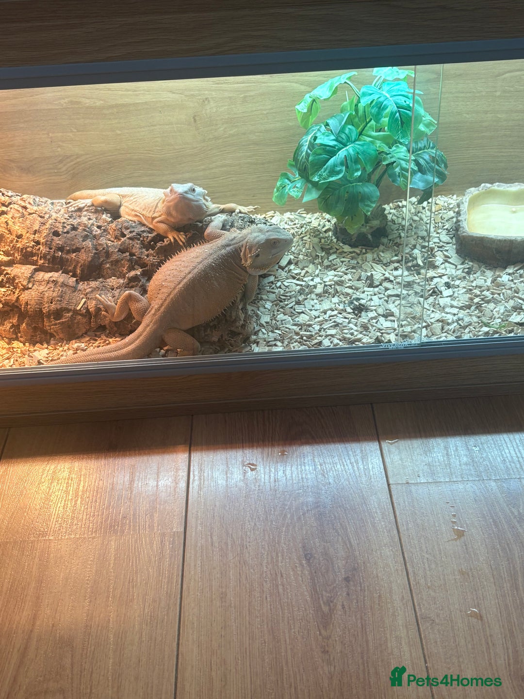 Bearded Dragon reptiles for sale: Bearded dragons for sale  - Image 4