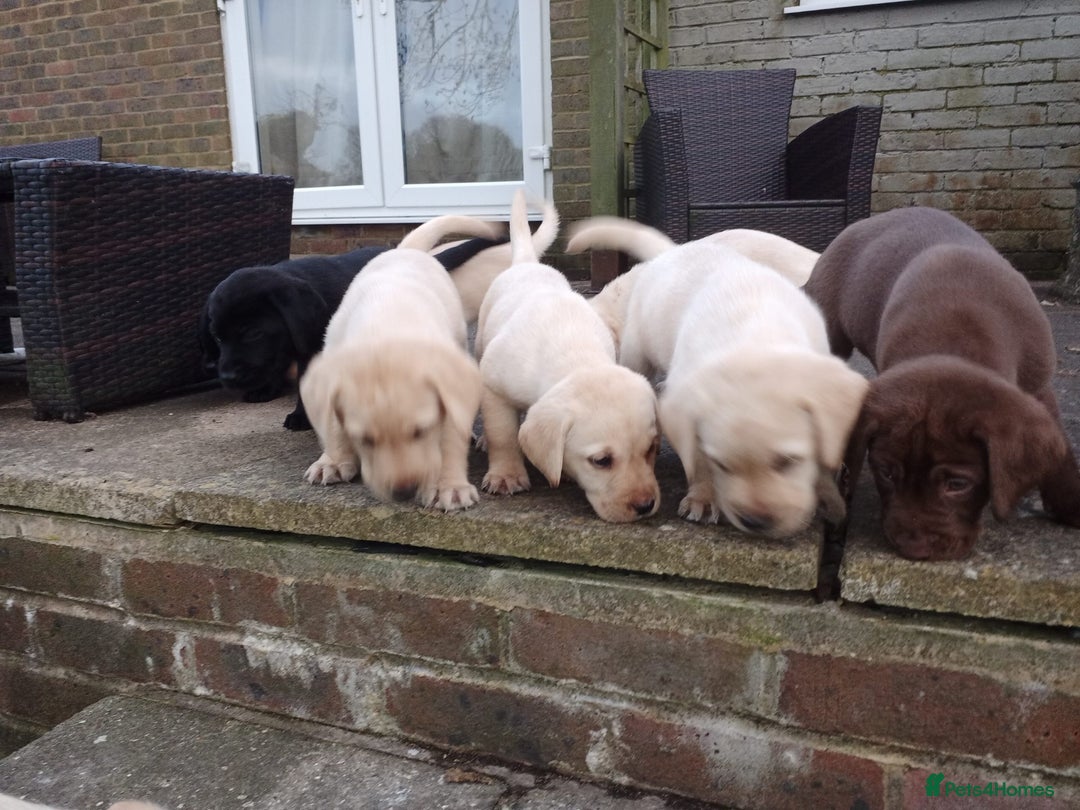 Labrador Retriever dogs for sale: Labradors puppys - Image 7