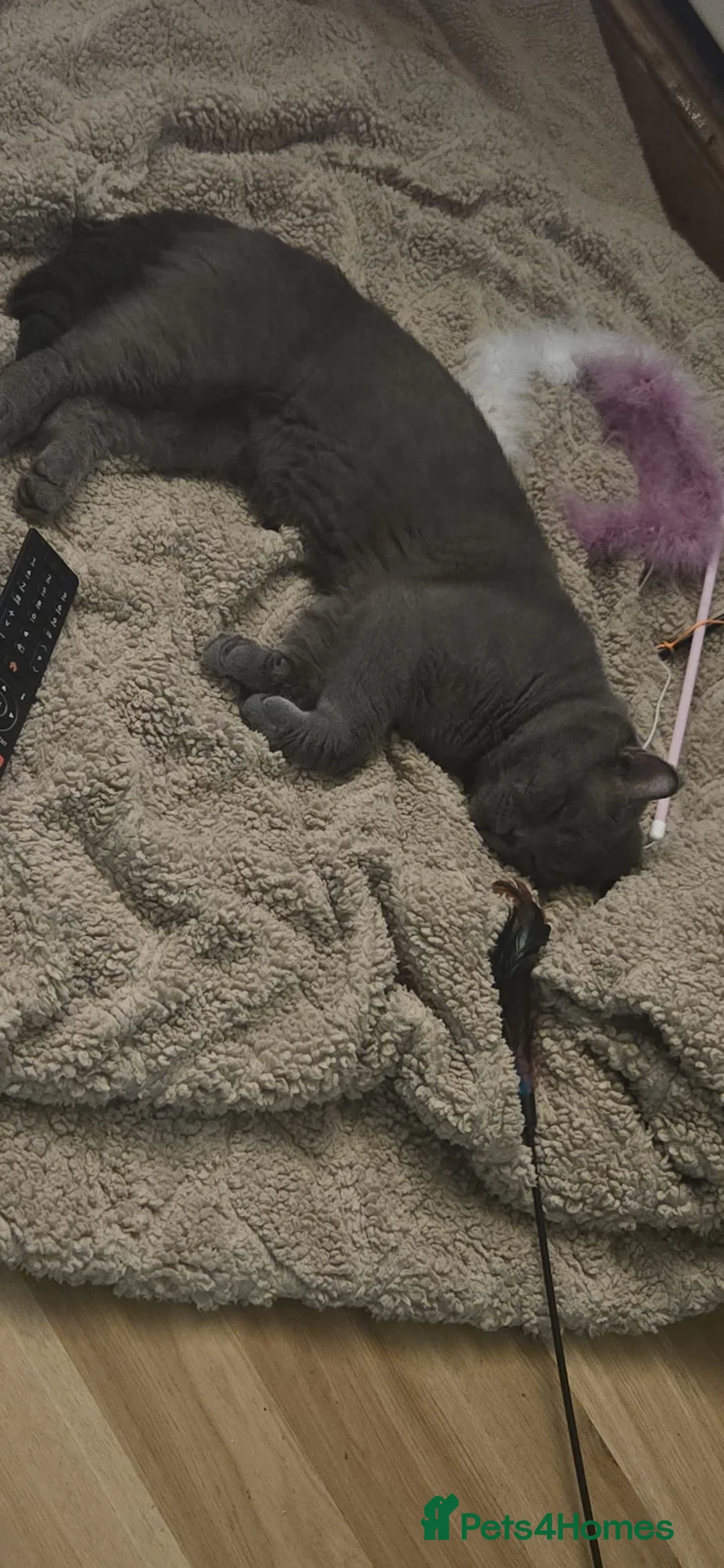 British Shorthair cats for sale: British Blue Male GCCF & TICA REGISTERED  - Advert 5