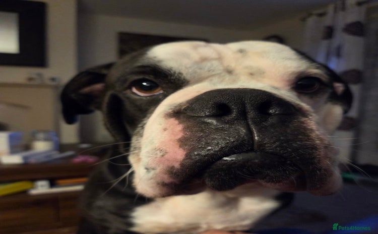 Alapaha Blue Blood Bulldog dogs - Advert 1