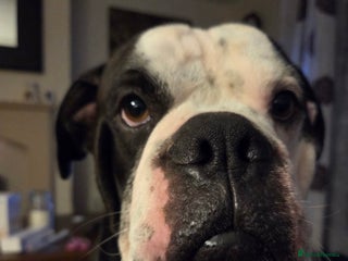 Alapaha Blue Blood Bulldog dogs - Advert 1