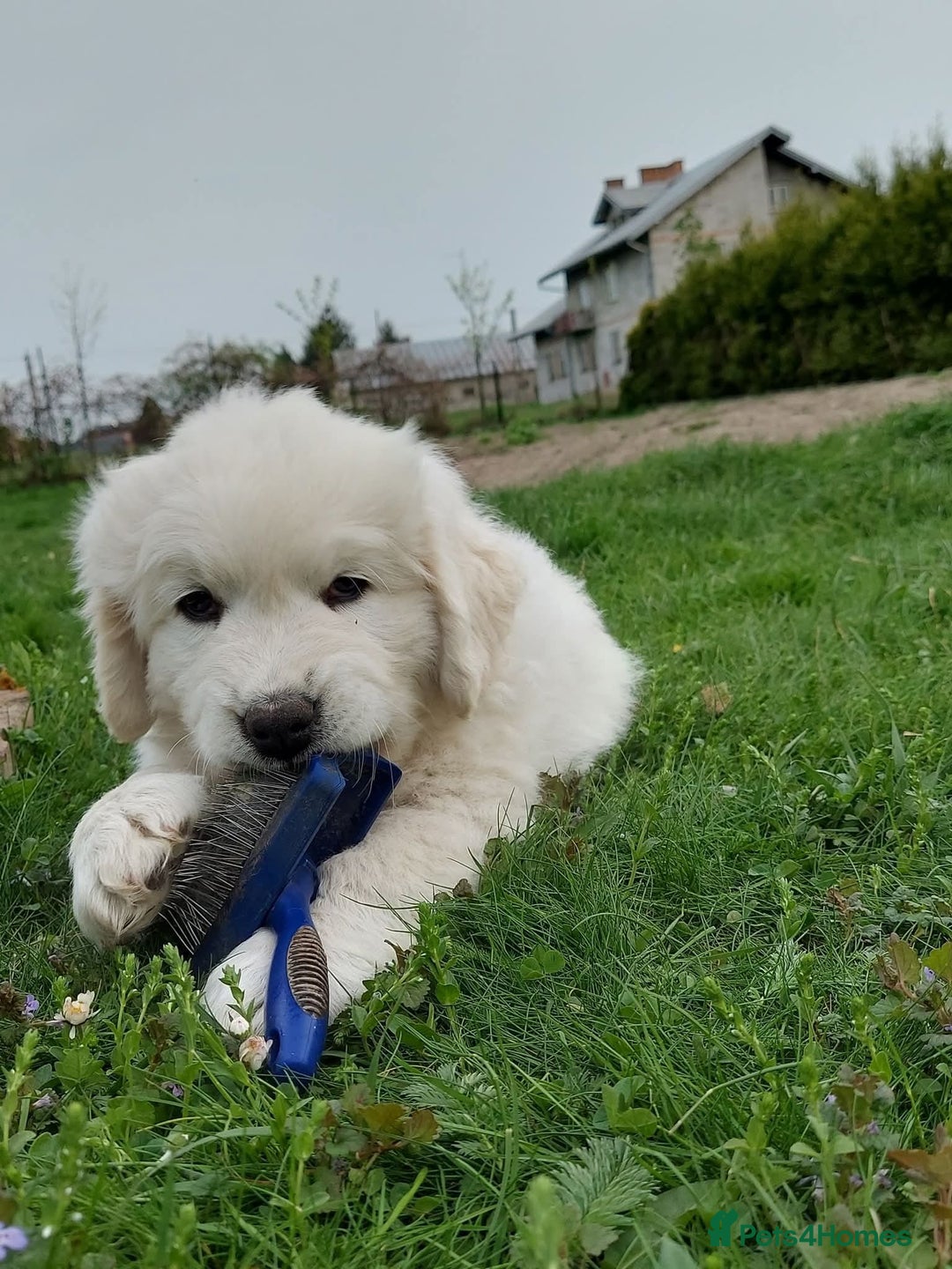 Golden Retriever dogs for sale: STUNNING GOLDEN RETRIEVER PUPPIES - Image 3