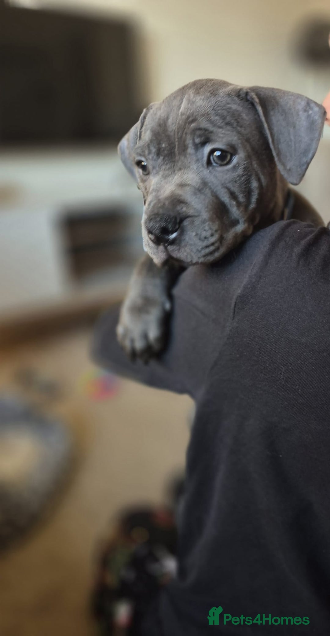 Staffordshire Bull Terrier dogs for sale: 10wk Old Blue Staffordshire Bull Terrier For Sale - Advert 2