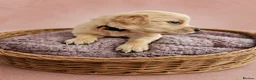 Golden Retriever dogs for sale: READY TO LEAVE 4 girls Golden retriever puppies - Advert 7